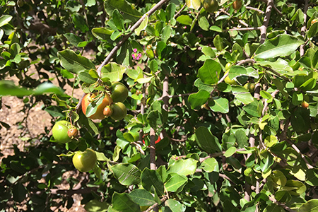 Pé de acerola orgânica Fazenda Amway Nutrilite